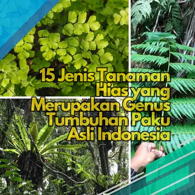 15 Jenis Tanaman Hias yang Merupakan Genus Tumbuhan Paku Asli Indonesia