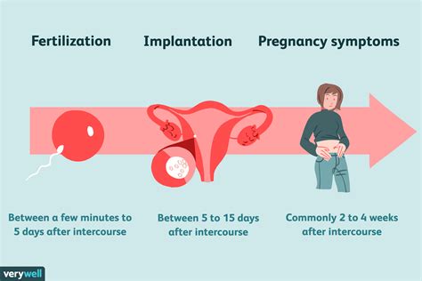 how many days to get pregnant after intercourse