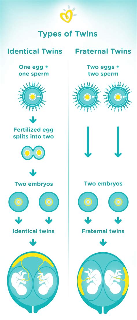 how to get pregnant with fraternal twins