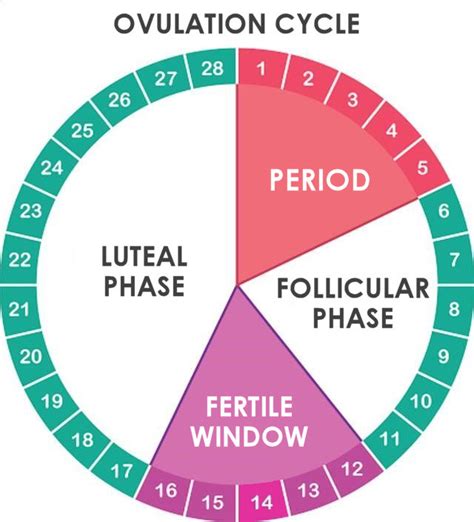 how to track your cycle to get pregnant