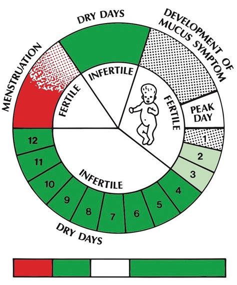 natural cycles for pregnancy